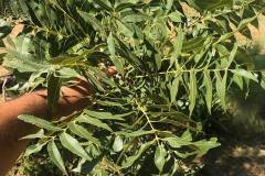 57459383_2393151607564875_1441240404329496576_n